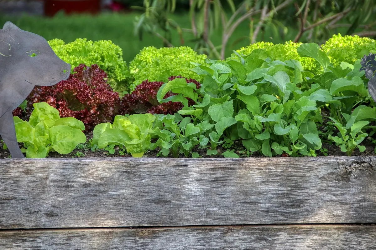 Common Mistakes When Starting a Raised Bed Vegetable Garden